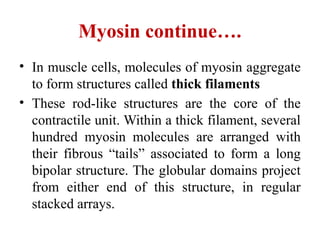 Myosin continue….
• In muscle cells, molecules of myosin aggregate
to form structures called thick filaments
• These rod-like structures are the core of the
contractile unit. Within a thick filament, several
hundred myosin molecules are arranged with
their fibrous “tails” associated to form a long
bipolar structure. The globular domains project
from either end of this structure, in regular
stacked arrays.
 