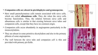Plant physiology - Structure & function of phloem.pptx