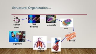 Structure function relationships in medical physiology.pptx