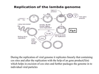 Fig-6
During the replication of viral genome it replicates linearly that containing
cos sites and after the replication with the help of an gene product(Xin)
which helps in excision of cos sites and further packages the genome in to
individual viral particles
 