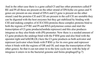 And in the other case there is a gene called CI and has other promoters called P
RE and PI all these are present on the other strand of DNA(the cro genes and N
genes are present on one strand of DNA and CI gene is present on the other
strand ) and the proteins CII and CIII are present in the cell CII are unstable they
can be digested with the host enzymes but they get stabilized by binding with
CIII and making complex of (CII-CIIII) proteins these complex proteins bind to
both the regions of P RE and PI and RNA polymerase comes and start the
transcription of CI gene products(lambda repressor) and this also produces
integrase as they also binds with (PI) promoter. Now there is a needed amount of
CI gene products the undergo bind with the P RM gene and also bind with the
operator right and left(OR,OL) here the CI gene products as both activator and
repressor (activator when binds with P RM i,e for its own gene and repressor
when it binds with the regions of OR and OL and stops the transcription of the
other genes). So that it can not enter in to the lytic cycle now with the help of
integrase it enters in to the bacterial genome and forms prophage(Fig-7)
 