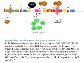 Fig-7
How the lytic cycle is stopped during the lysogenic cycle
In the OR(perator right) region there are three regions OR1,OR2,OR3 (0R1 is
present towards the cro gene and OR3 is present towards the CI gene) (Fig-
8)the CI gene product has high affinity to binding to ORI (OR1>OR2>OR3) so
when the CI binds to OR1 RNA polymerase can not recognises the promoter
region of cro gene so it stops the transcription and futher binding to OR2 and
OR3 and if more the CI genes are present it also get block the production of CI
gene(Fig-9)
 