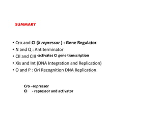 SUMMARY
Cro –repressor
CI - repressor and activator
-activates CI gene transcription
 