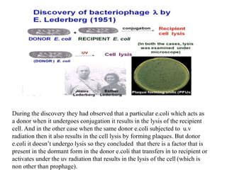 During the discovery they had observed that a particular e.coli which acts as
a donor when it undergoes conjugation it results in the lysis of the recipient
cell. And in the other case when the same donor e.coli subjected to u.v
radiation then it also results in the cell lysis by forming plaques. But donor
e.coli it doesn’t undergo lysis so they concluded that there is a factor that is
present in the dormant form in the donor e.coli that transfers in to recipient or
activates under the uv radiation that results in the lysis of the cell (which is
non other than prophage).
 