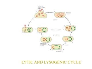 LYTIC AND LYSOGENIC CYCLE
 