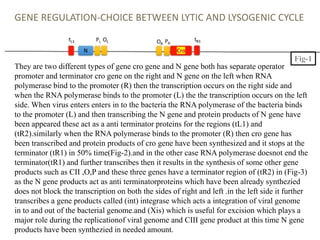 GENE REGULATION-CHOICE BETWEEN LYTIC AND LYSOGENIC CYCLE
They are two different types of gene cro gene and N gene both has separate operator
promoter and terminator cro gene on the right and N gene on the left when RNA
polymerase bind to the promoter (R) then the transcription occurs on the right side and
when the RNA polymerase binds to the promoter (L) the the transcription occurs on the left
side. When virus enters enters in to the bacteria the RNA polymerase of the bacteria binds
to the promoter (L) and then transcribing the N gene and protein products of N gene have
been appeared these act as a anti terminator proteins for the regions (tL1) and
(tR2).similarly when the RNA polymerase binds to the promoter (R) then cro gene has
been transcribed and protein products of cro gene have been synthesized and it stops at the
terminator (tR1) in 50% time(Fig-2).and in the other case RNA polymerase doesnot end the
terminator(tR1) and further transcribes then it results in the synthesis of some other gene
products such as CII ,O,P and these three genes have a terminator region of (tR2) in (Fig-3)
as the N gene products act as anti terminatorproteins which have been already synthezied
does not block the transcription on both the sides of right and left .in the left side it further
transcribes a gene products called (int) integrase which acts a integration of viral genome
in to and out of the bacterial genome.and (Xis) which is useful for excision which plays a
major role during the replicationof viral genome and CIII gene product at this time N gene
products have been synthezied in needed amount.
Fig-1
 