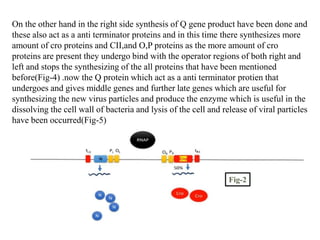 On the other hand in the right side synthesis of Q gene product have been done and
these also act as a anti terminator proteins and in this time there synthesizes more
amount of cro proteins and CII,and O,P proteins as the more amount of cro
proteins are present they undergo bind with the operator regions of both right and
left and stops the synthesizing of the all proteins that have been mentioned
before(Fig-4) .now the Q protein which act as a anti terminator protien that
undergoes and gives middle genes and further late genes which are useful for
synthesizing the new virus particles and produce the enzyme which is useful in the
dissolving the cell wall of bacteria and lysis of the cell and release of viral particles
have been occurred(Fig-5)
Fig-2
 