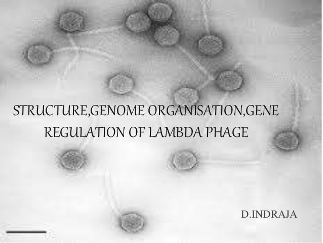 STRUCTURE,GENOME ORGANISATION,GENE
REGULATION OF LAMBDA PHAGE
D.INDRAJA
 