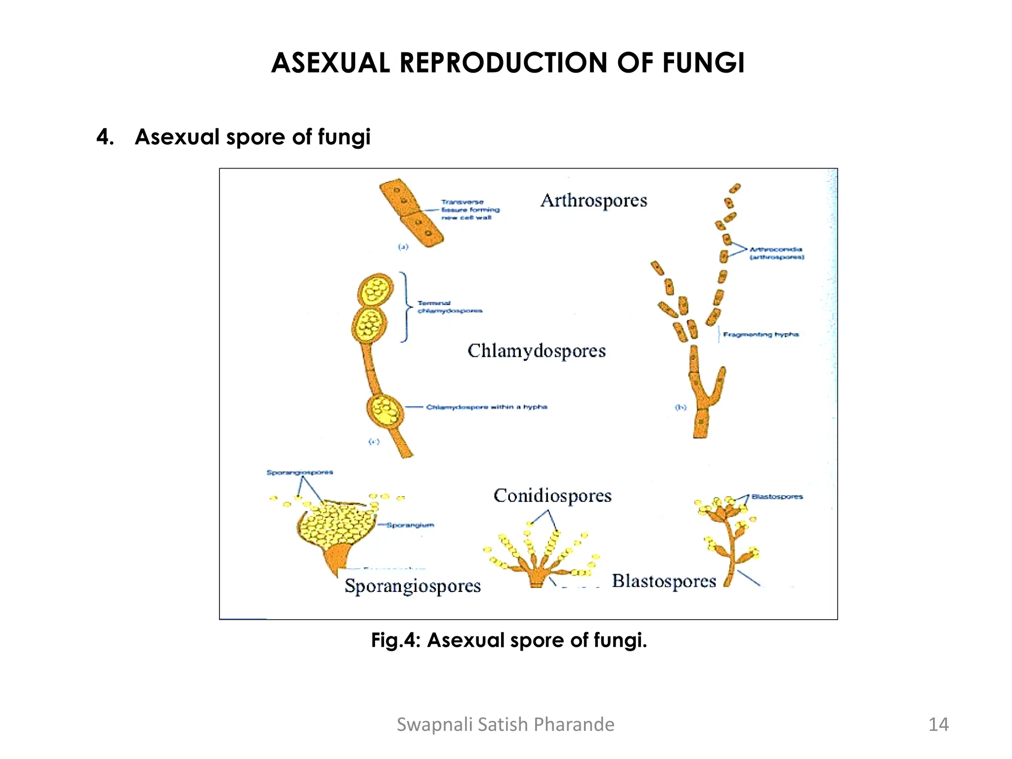 ASEXUAL REPRODUCTION OF FUNGI
4. Asexual spore of fungi
Fig.4: Asexual spore of fungi.
Swapnali Satish Pharande 14
 