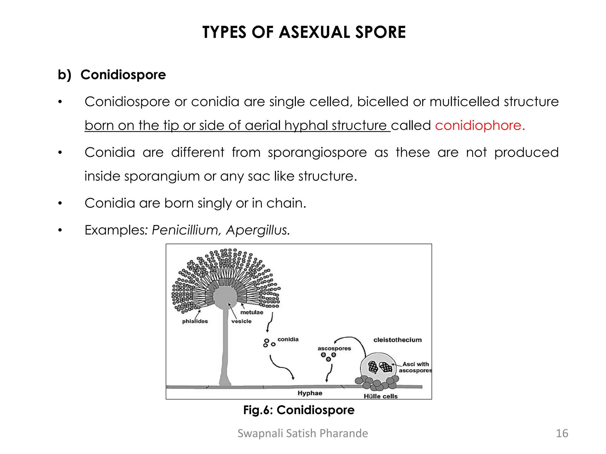TYPES OF ASEXUAL SPORE
b) Conidiospore
• Conidiospore or conidia are single celled, bicelled or multicelled structure
born on the tip or side of aerial hyphal structure called conidiophore.
• Conidia are different from sporangiospore as these are not produced
inside sporangium or any sac like structure.
• Conidia are born singly or in chain.
• Examples: Penicillium, Apergillus.
Fig.6: Conidiospore
Swapnali Satish Pharande 16
 