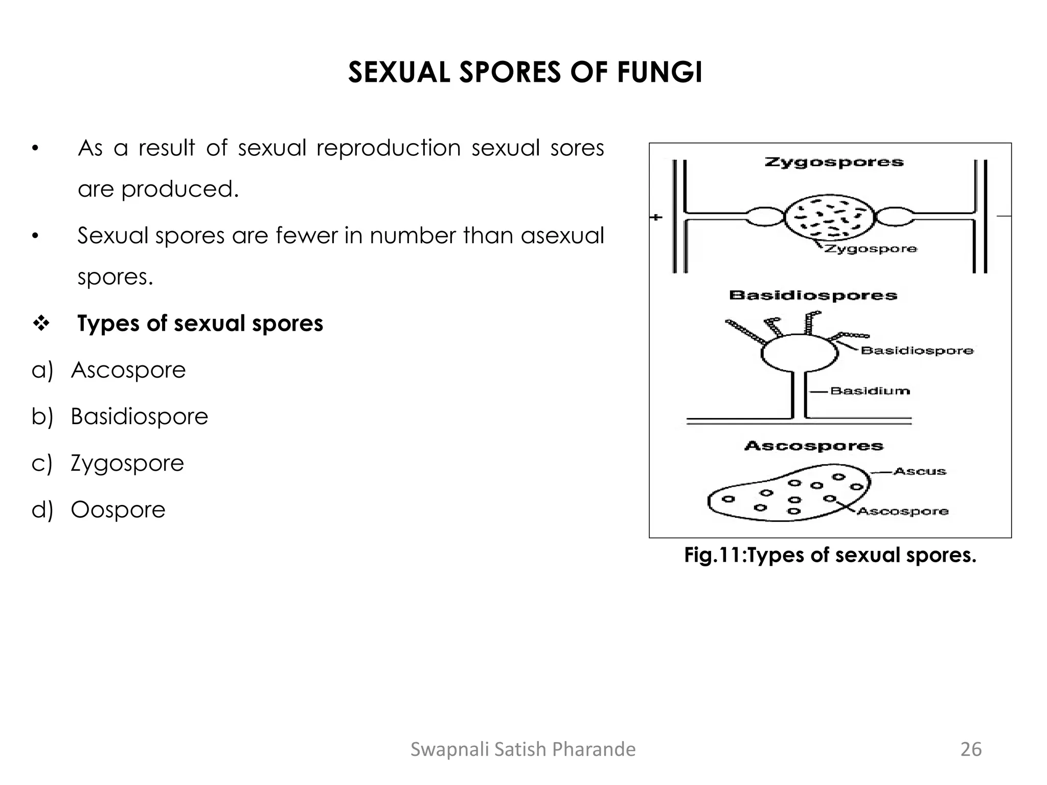 SEXUAL SPORES OF FUNGI
• As a result of sexual reproduction sexual sores
are produced.
• Sexual spores are fewer in number than asexual
spores.
❖ Types of sexual spores
a) Ascospore
b) Basidiospore
c) Zygospore
d) Oospore
Fig.11:Types of sexual spores.
Swapnali Satish Pharande 26
 