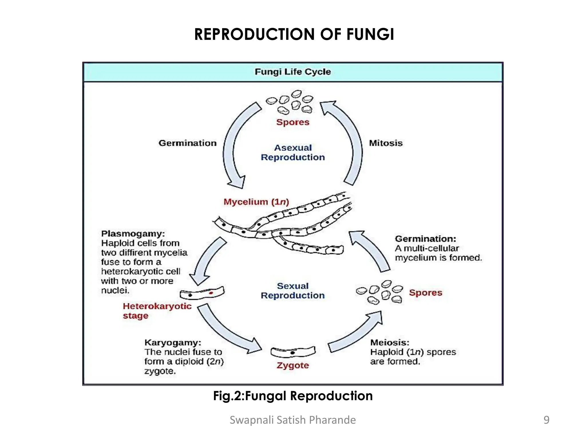 REPRODUCTION OF FUNGI
Fig.2:Fungal Reproduction
Swapnali Satish Pharande 9
 