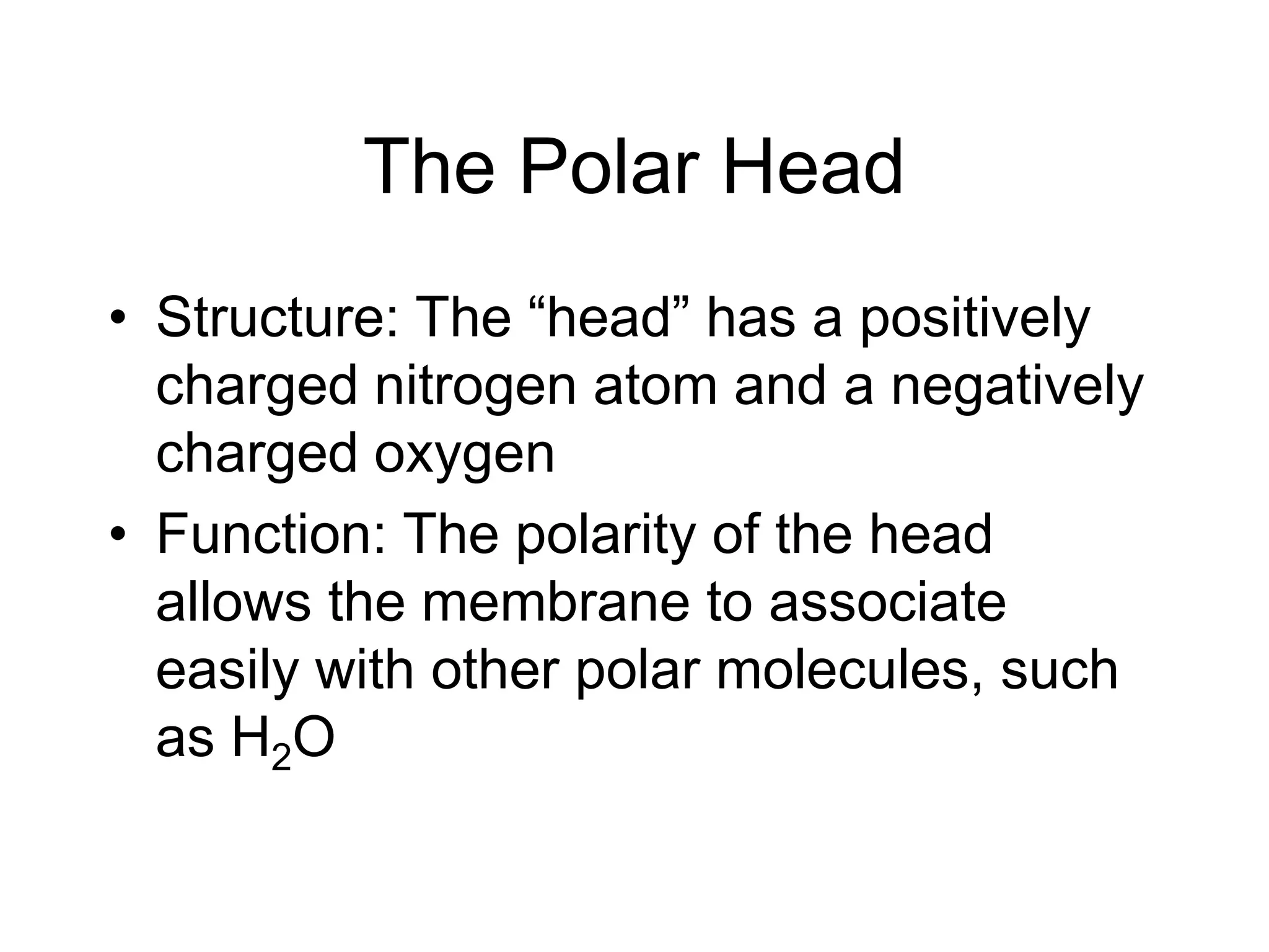 The Polar HeadStructure: The “head” has a positively charged nitrogen atom and a negatively charged oxygen Function: The polarity of the head allows the membrane to associate easily with other polar molecules, such as H2O