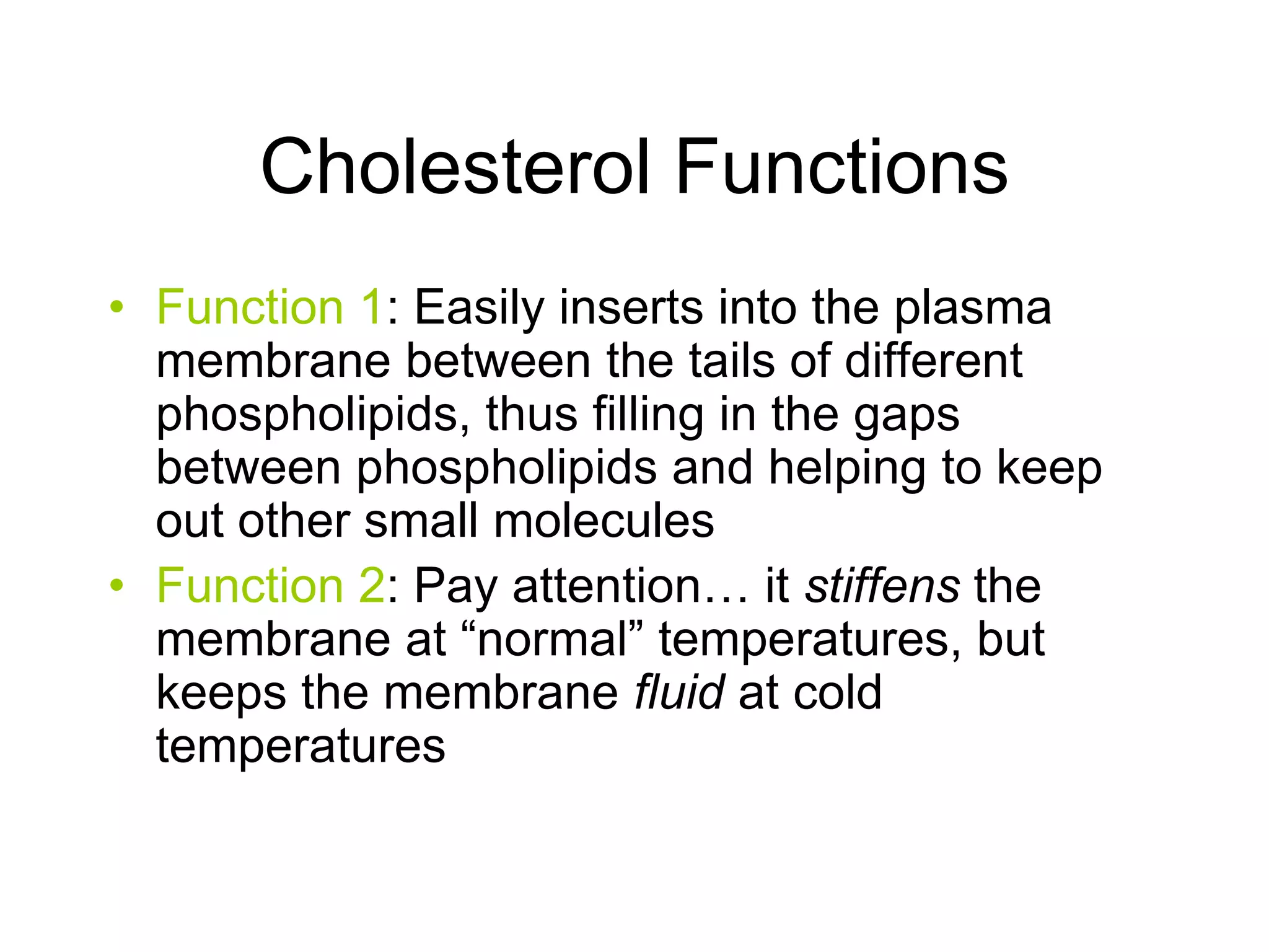 Cholesterol FunctionsFunction 1: Easily inserts into the plasma membrane between the tails of different phospholipids, thus filling in the gaps between phospholipids and helping to keep out other small moleculesFunction 2: Pay attention… it stiffens the membrane at “normal” temperatures, but keeps the membrane fluid at cold temperatures