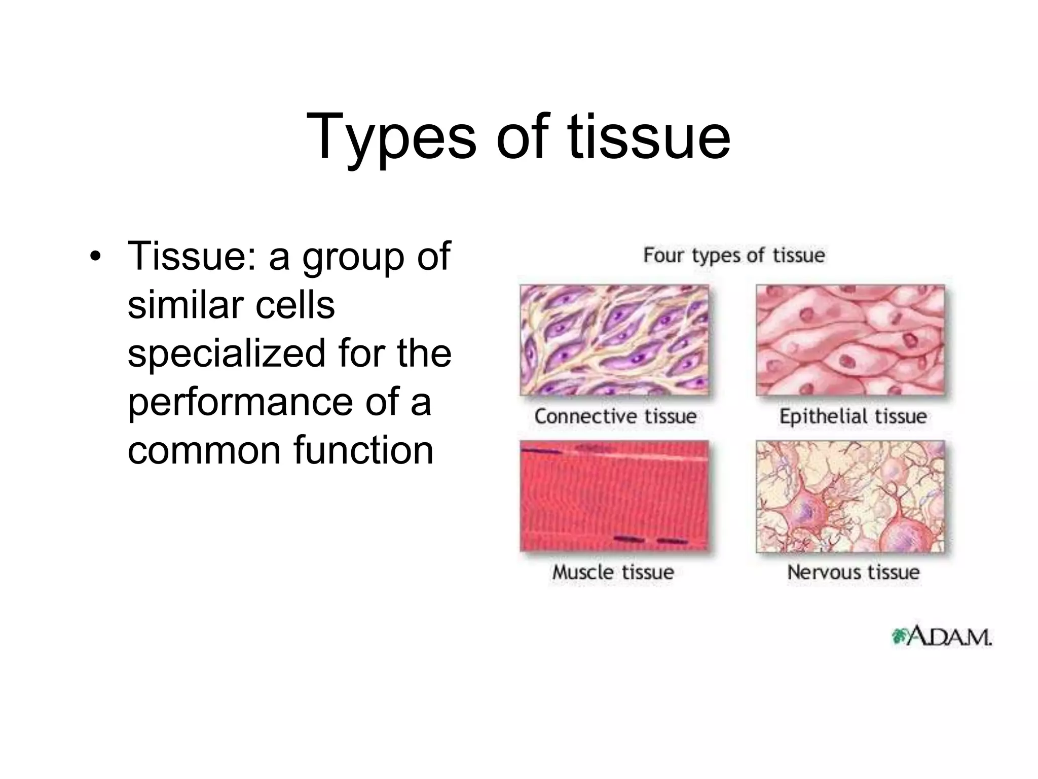 Types of tissue Tissue: a group of similar cells specialized for the performance of a common function 