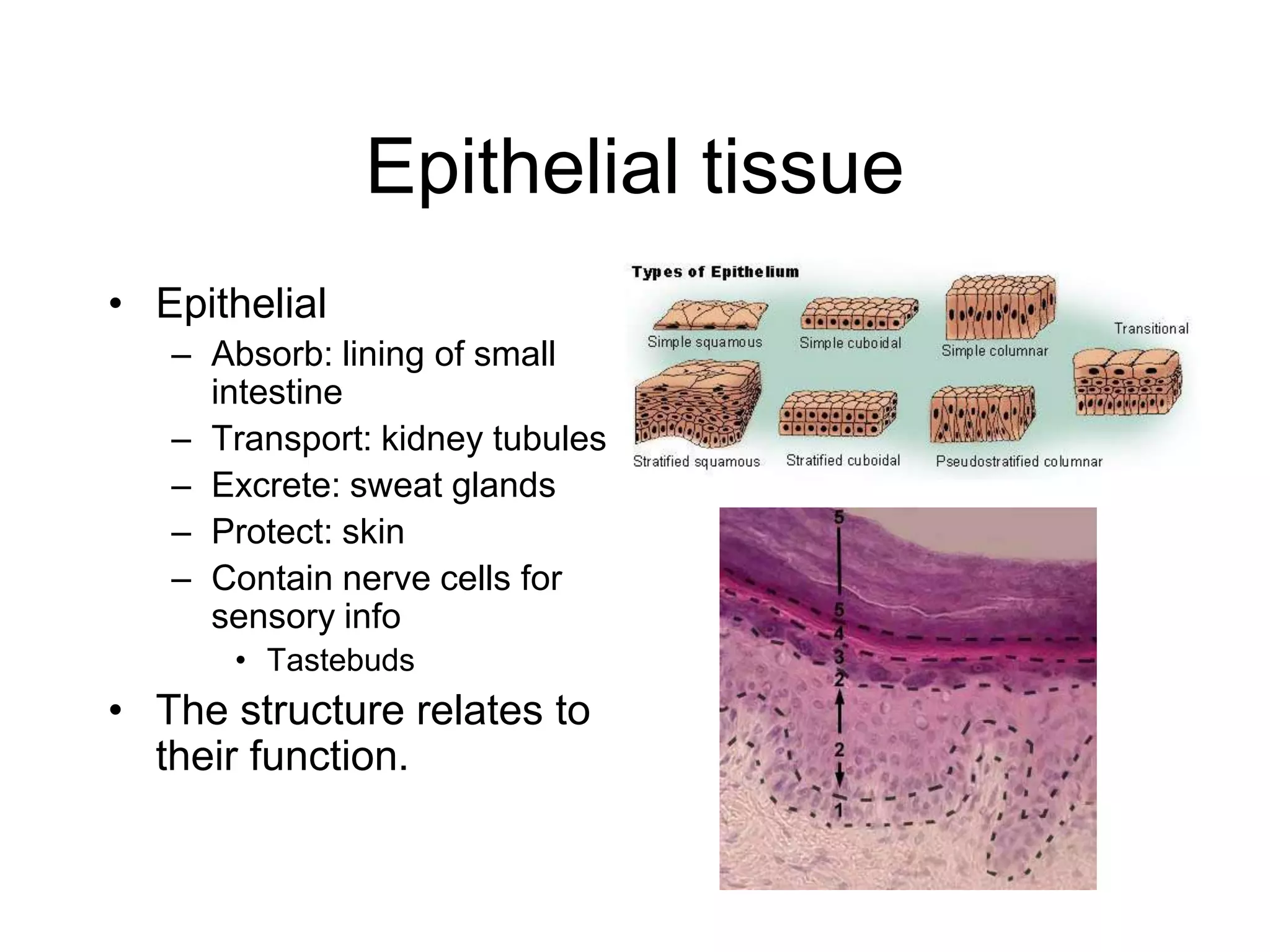 Epithelial tissue EpithelialAbsorb: lining of small intestine Transport: kidney tubulesExcrete: sweat glandsProtect: skinContain nerve cells for sensory infoTastebuds The structure relates to their function.  