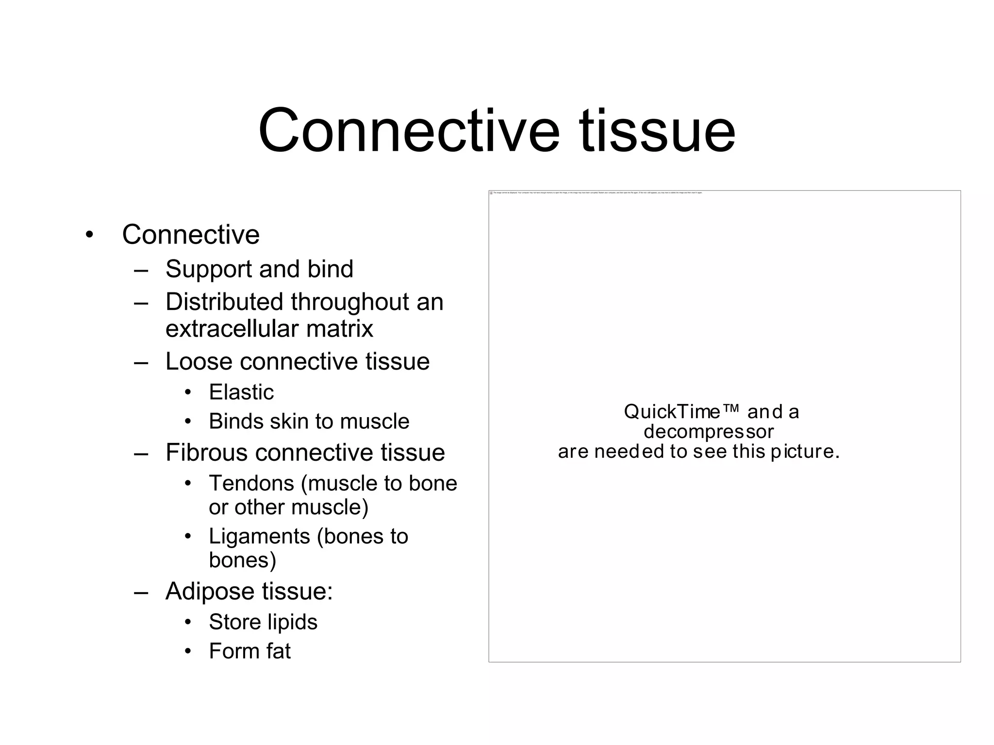 Connective tissue Connective Support and bind Distributed throughout an extracellular matrix Loose connective tissueElastic Binds skin to muscleFibrous connective tissue Tendons (muscle to bone or other muscle)Ligaments (bones to bones) Adipose tissue: Store lipids Form fat 