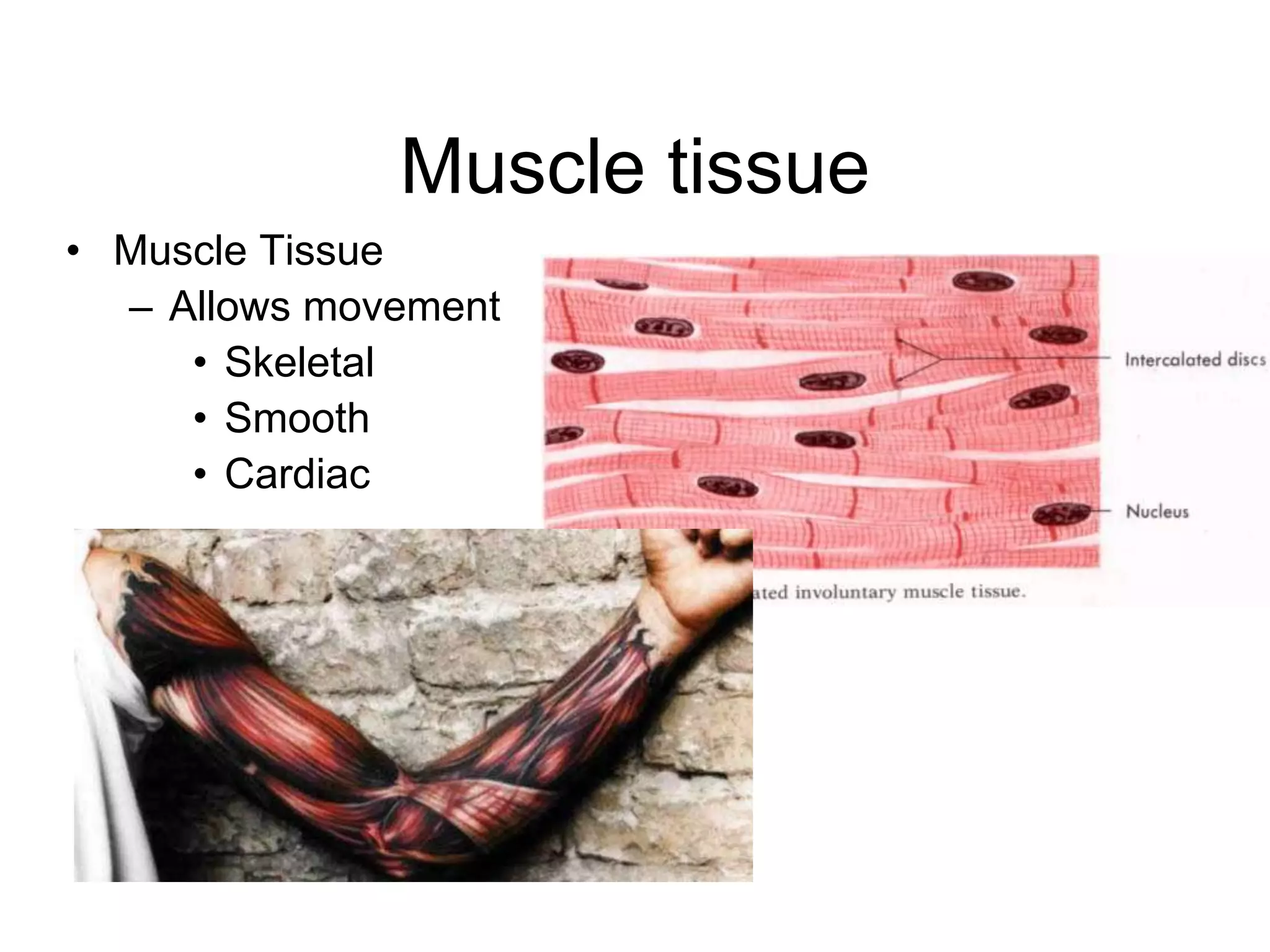 Muscle tissue Muscle Tissue Allows movement SkeletalSmoothCardiac  