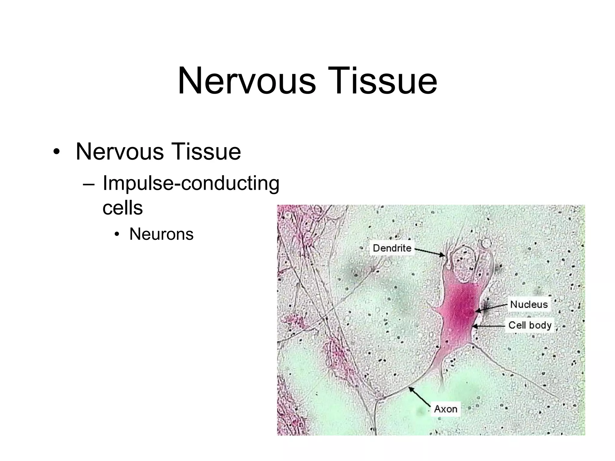 Nervous TissueNervous Tissue Impulse-conducting cellsNeurons 