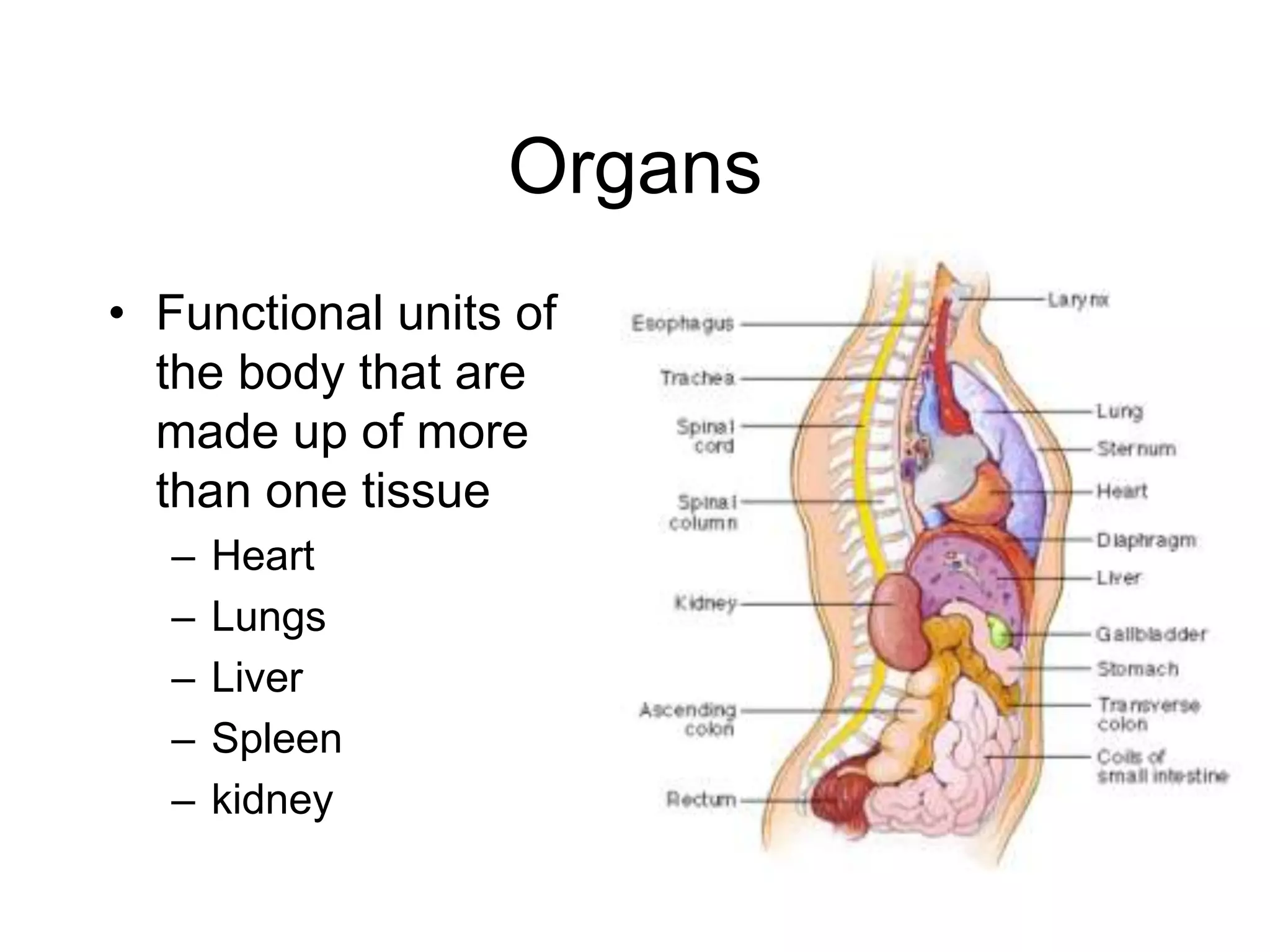OrgansFunctional units of the body that are made up of more than one tissue HeartLungsLiver Spleen kidney