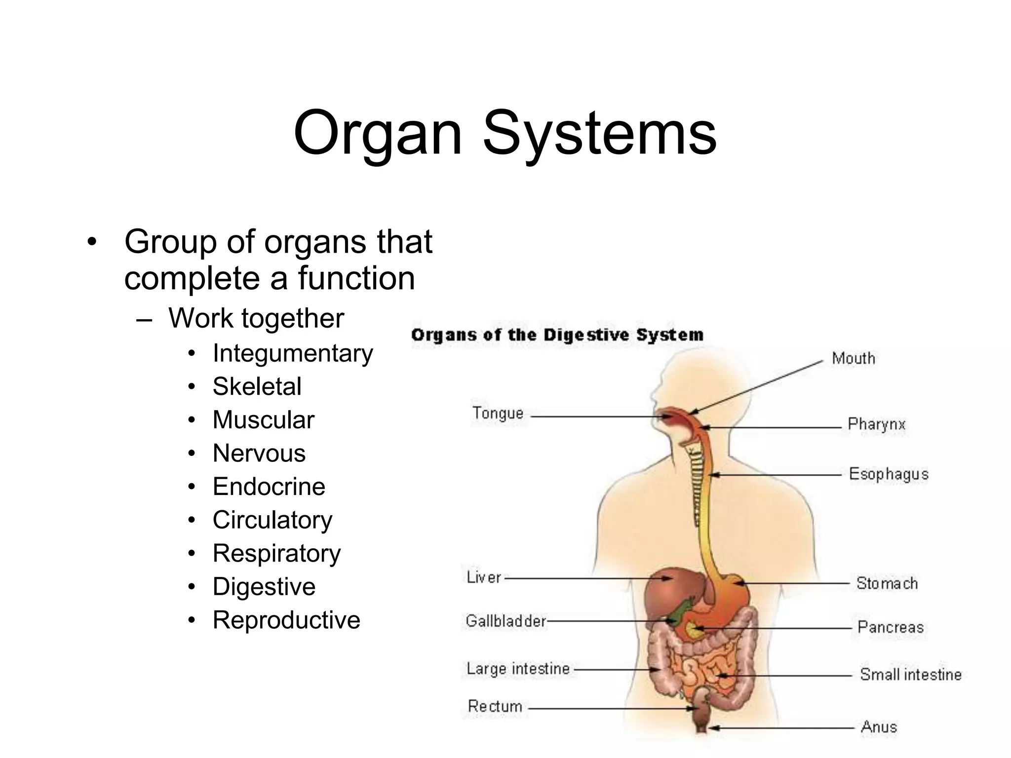 Organ SystemsGroup of organs that complete a function Work together IntegumentarySkeletalMuscularNervousEndocrineCirculatoryRespiratoryDigestiveReproductive 