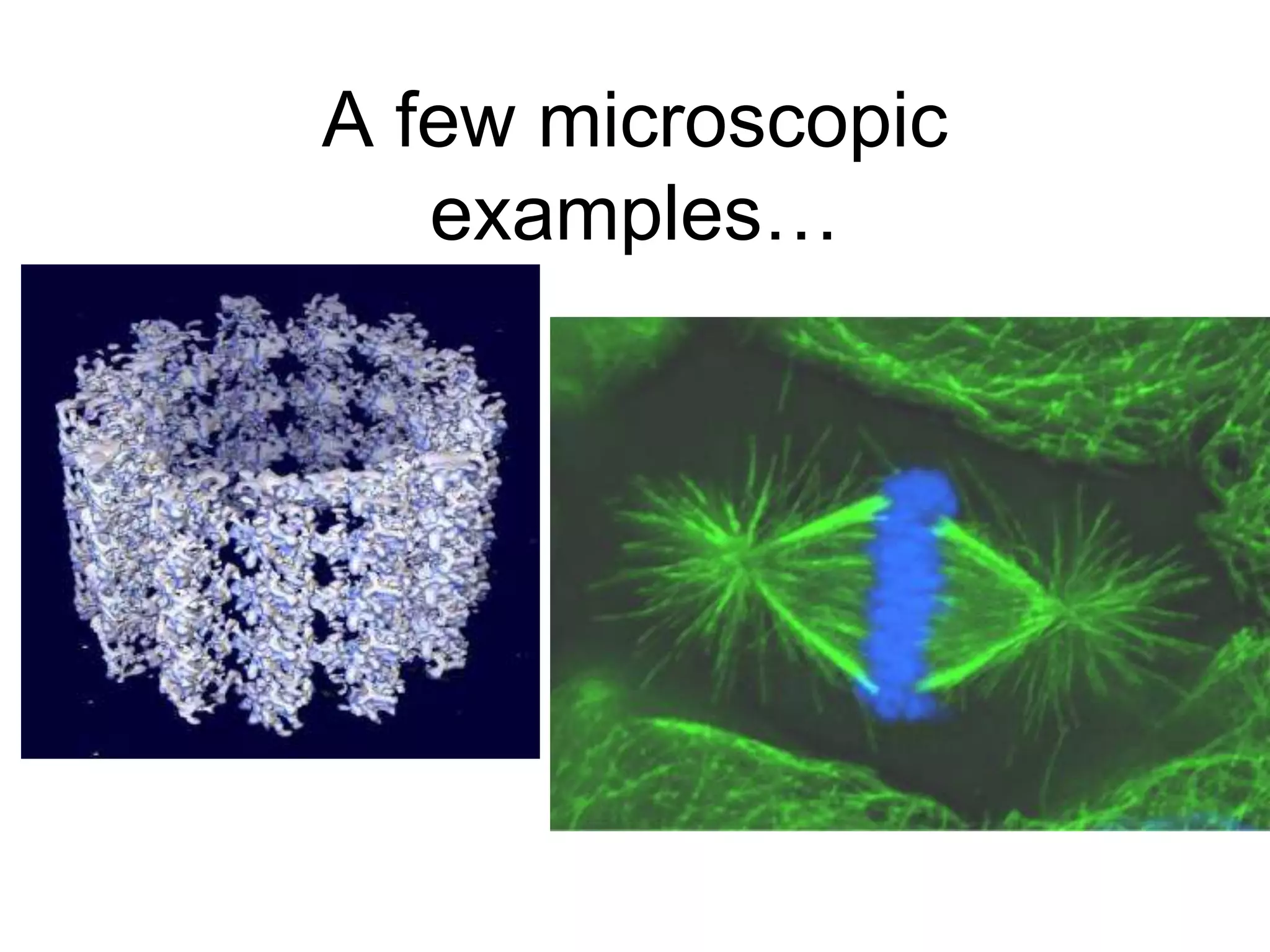 A few microscopic examples…Microtubules