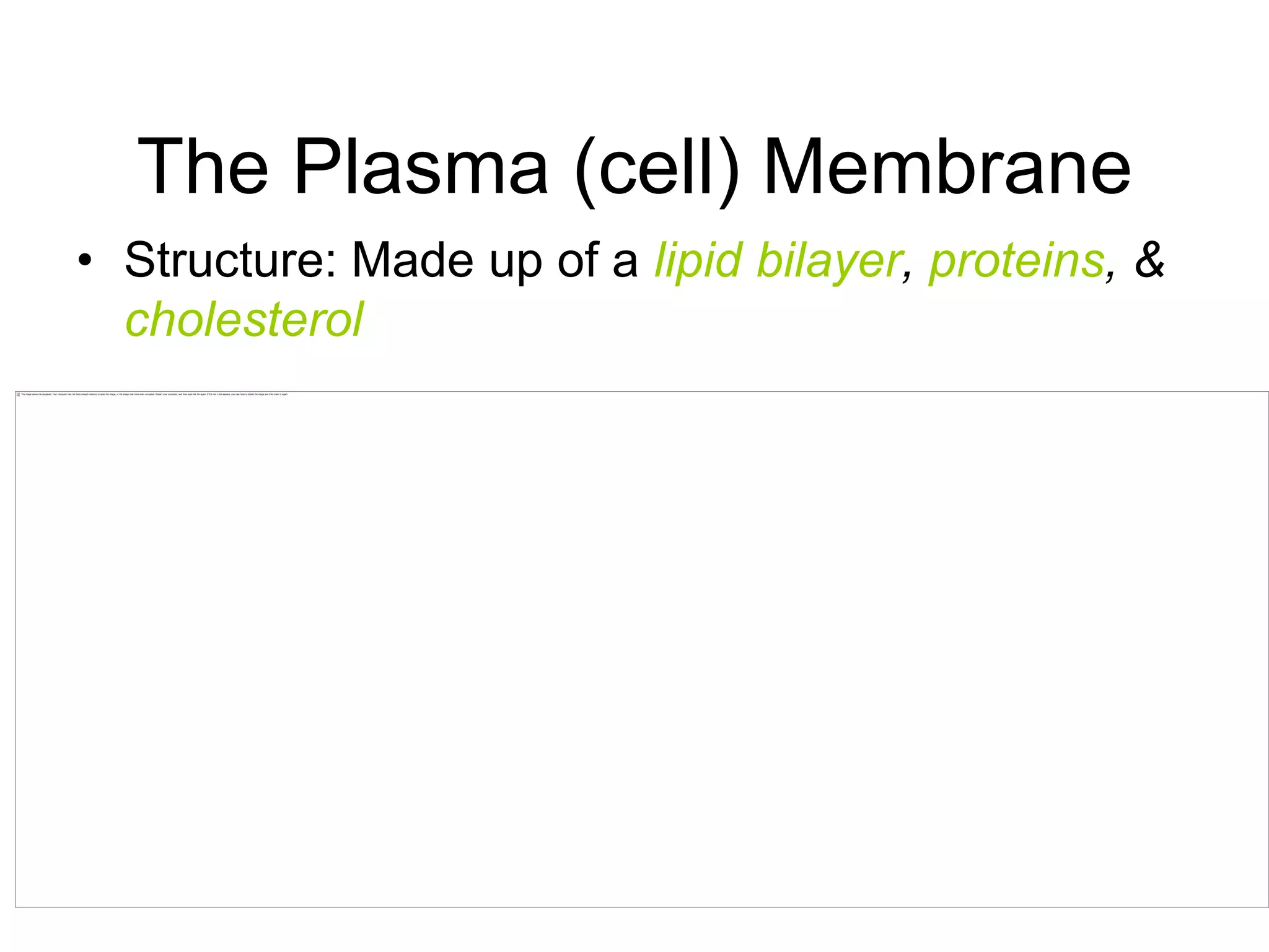 The Plasma (cell) MembraneStructure: Made up of a lipidbilayer, proteins, & cholesterol