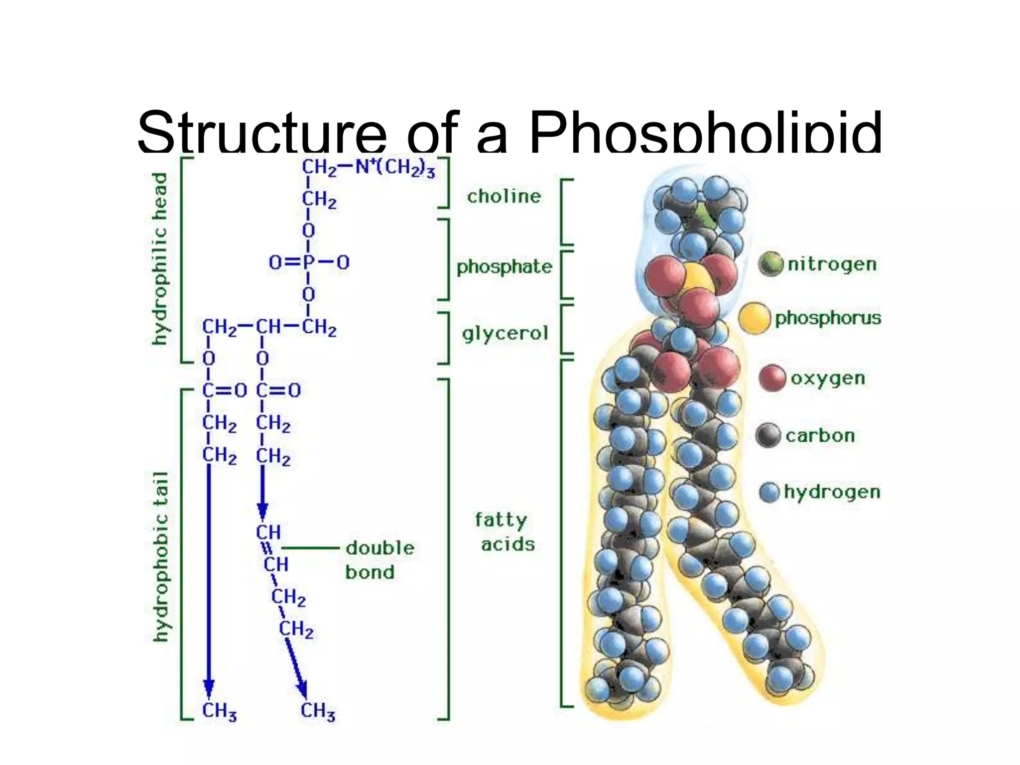 Structure of a Phospholipid