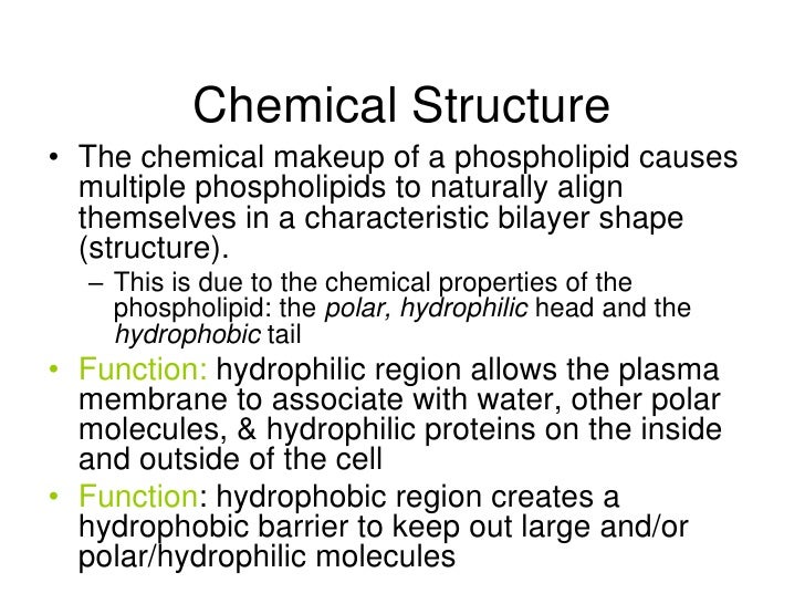 Structure Leads To Function
