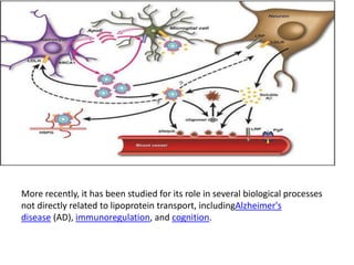 More recently, it has been studied for its role in several biological processes
not directly related to lipoprotein transport, includingAlzheimer's
disease (AD), immunoregulation, and cognition.
 
