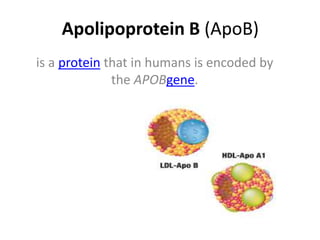 Apolipoprotein B (ApoB)
is a protein that in humans is encoded by
the APOBgene.
 