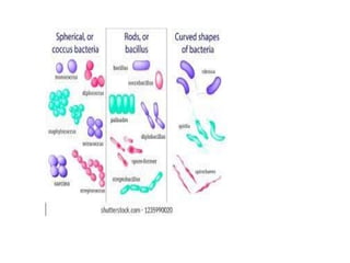 Comprehensive Classification and Morphology of Microorganisms | PPTX