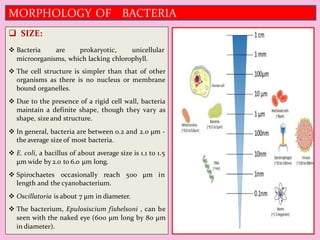 Structure Nutrition and Reproduction in Bacteria By Dr. Neeraj Kumar ...