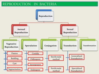 Structure Nutrition and Reproduction in Bacteria By Dr. Neeraj Kumar ...