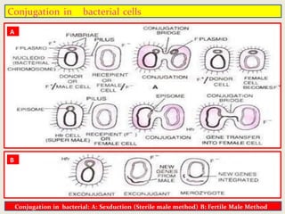 Structure Nutrition and Reproduction in Bacteria By Dr. Neeraj Kumar ...