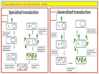 Structure Nutrition and Reproduction in Bacteria By Dr. Neeraj Kumar ...