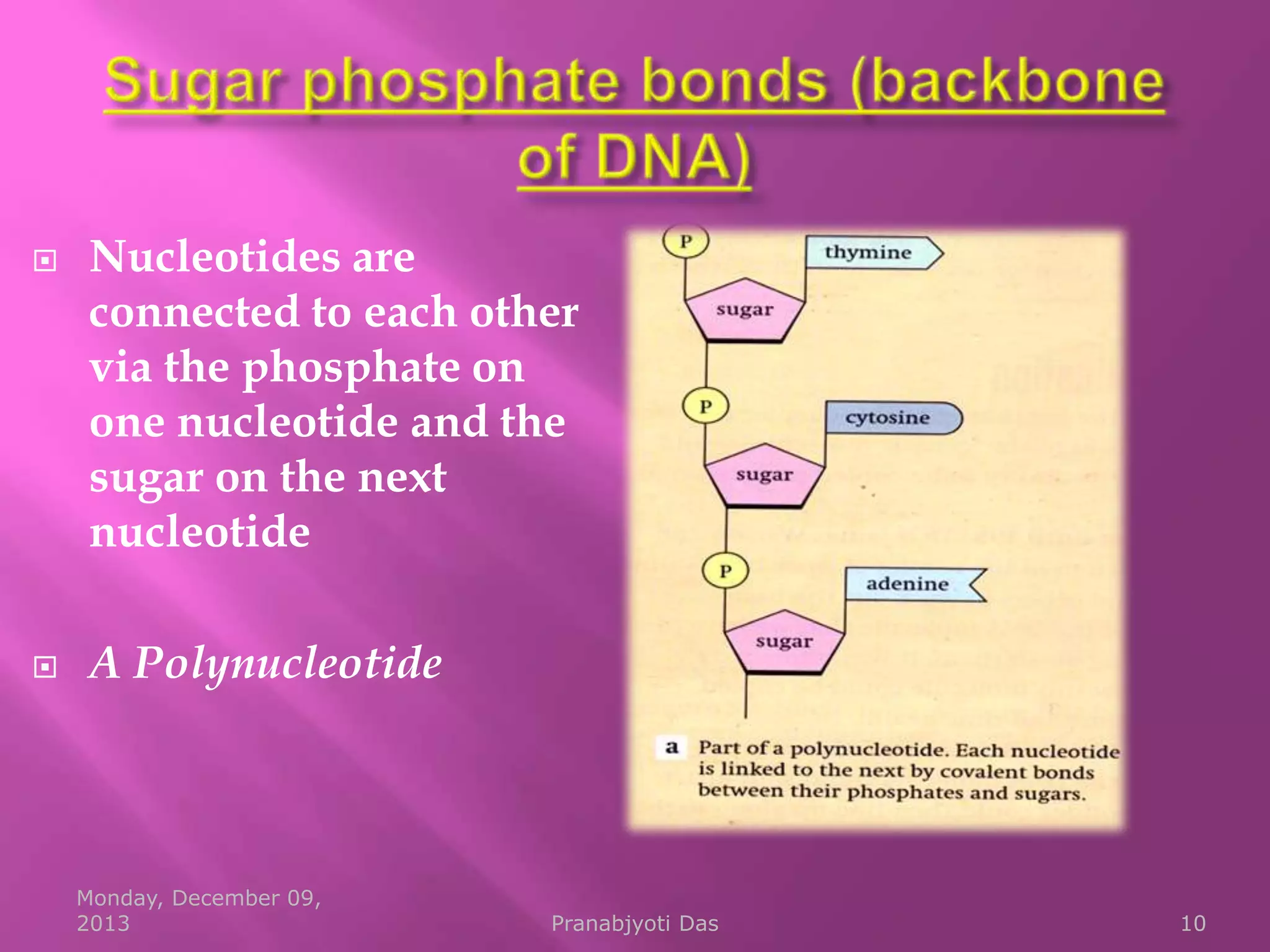 



Nucleotides are
connected to each other
via the phosphate on
one nucleotide and the
sugar on the next
nucleotide
A Polynucleotide

Monday, December 09,
2013

Pranabjyoti Das

10

 