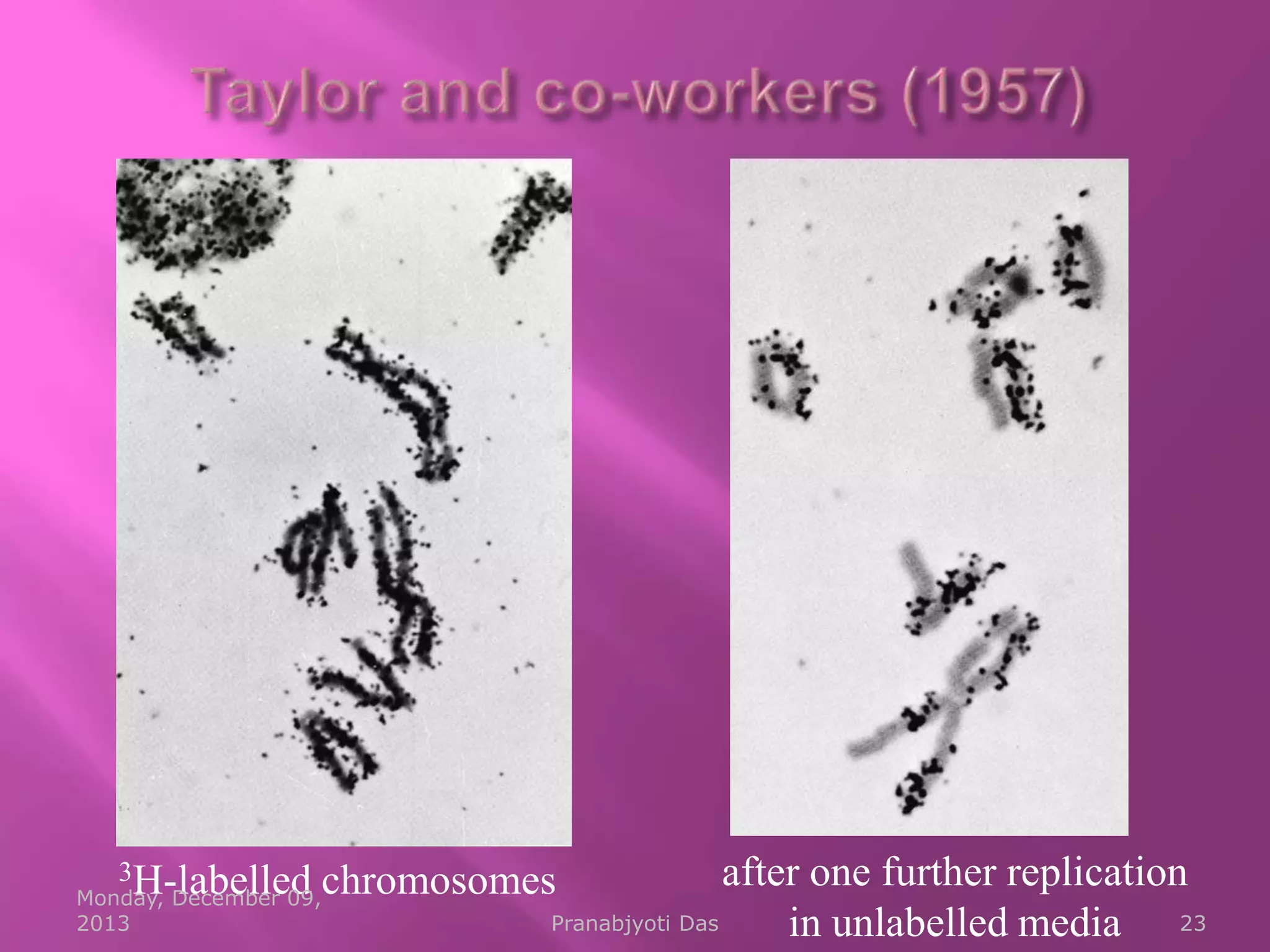 3H-labelled

after one further replication
Pranabjyoti Das
in unlabelled media 23

chromosomes

Monday, December 09,
2013

 