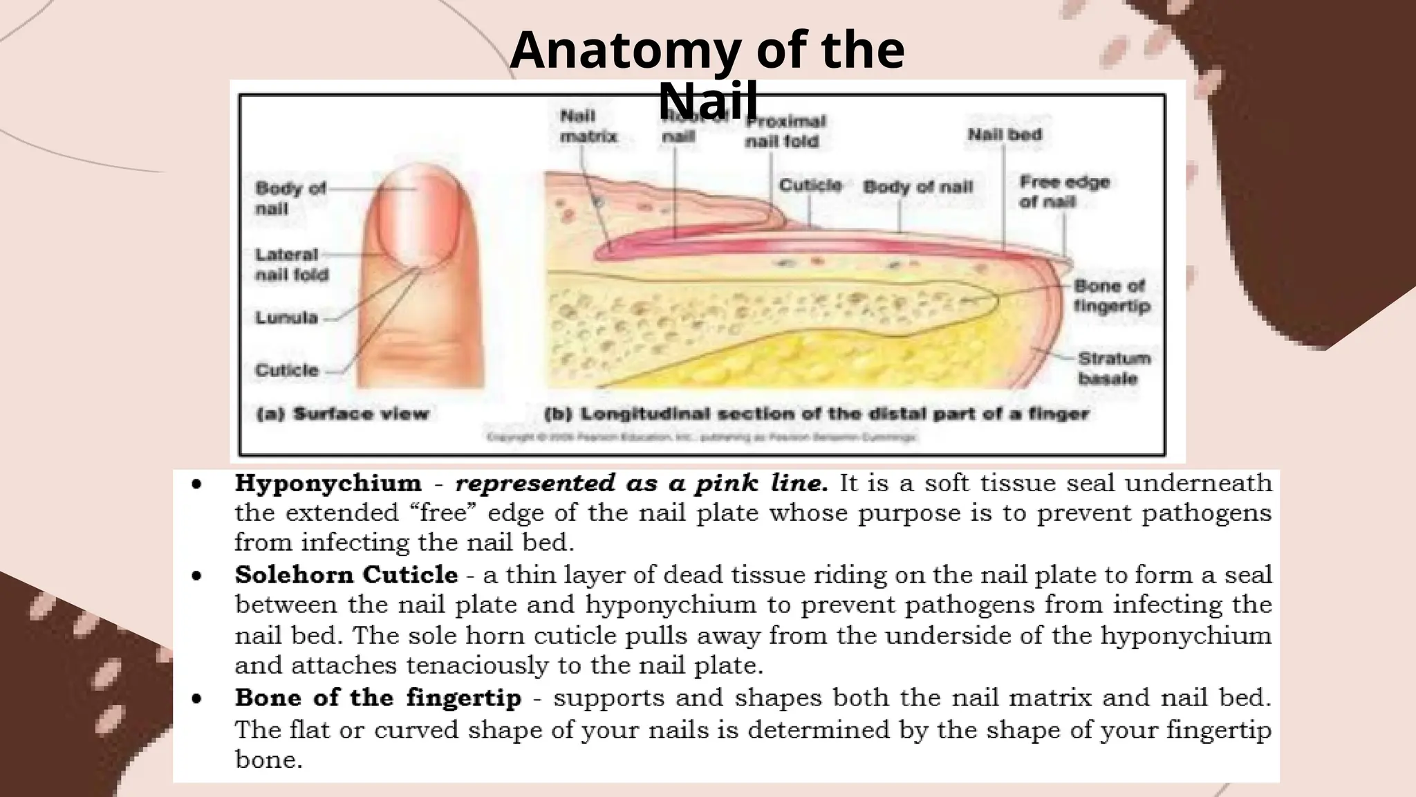 Anatomy of the
Nail
 