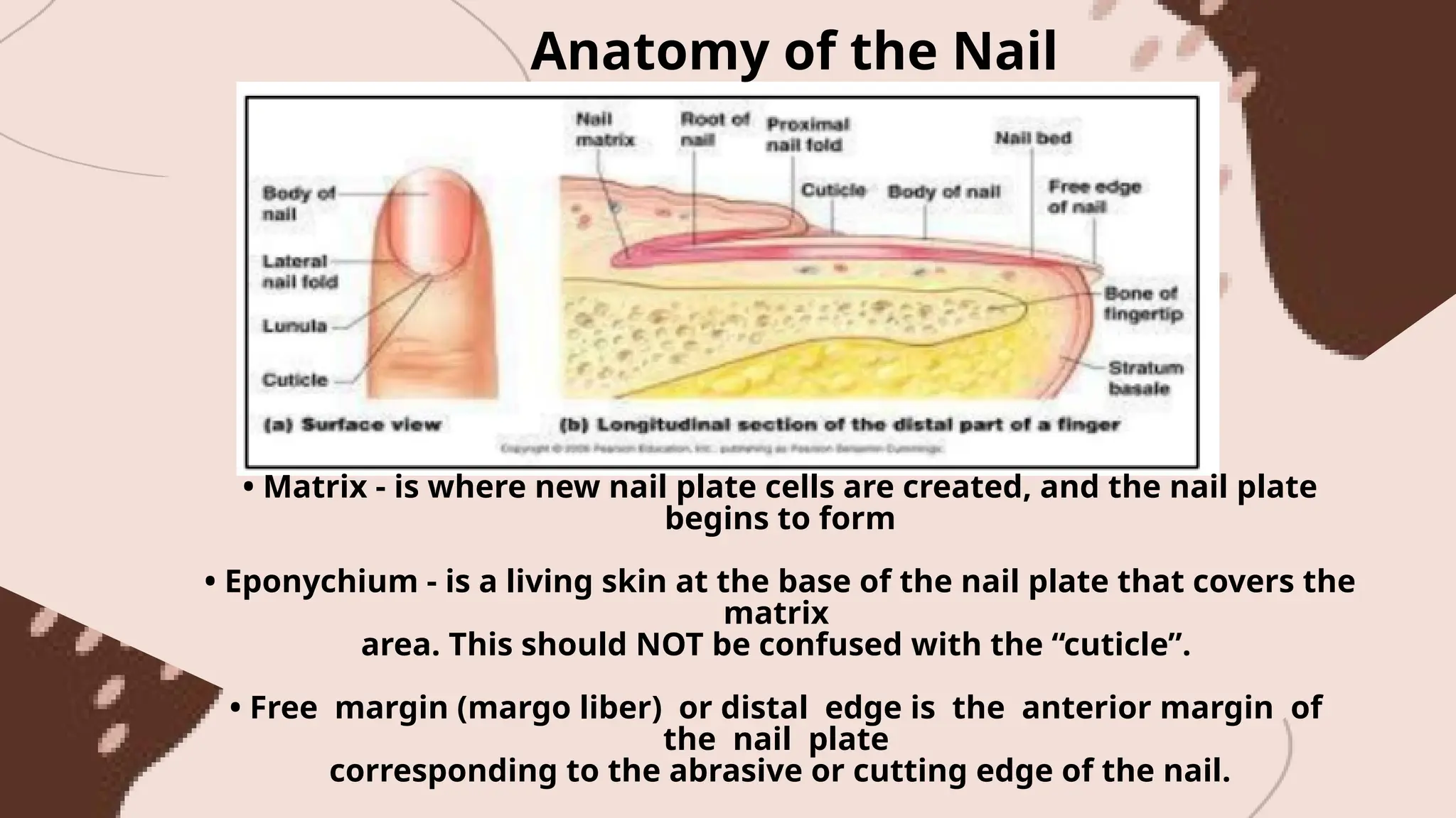 Anatomy of the Nail
• Matrix - is where new nail plate cells are created, and the nail plate
begins to form
• Eponychium - is a living skin at the base of the nail plate that covers the
matrix
area. This should NOT be confused with the “cuticle”.
• Free margin (margo liber) or distal edge is the anterior margin of
the nail plate
corresponding to the abrasive or cutting edge of the nail.
 
