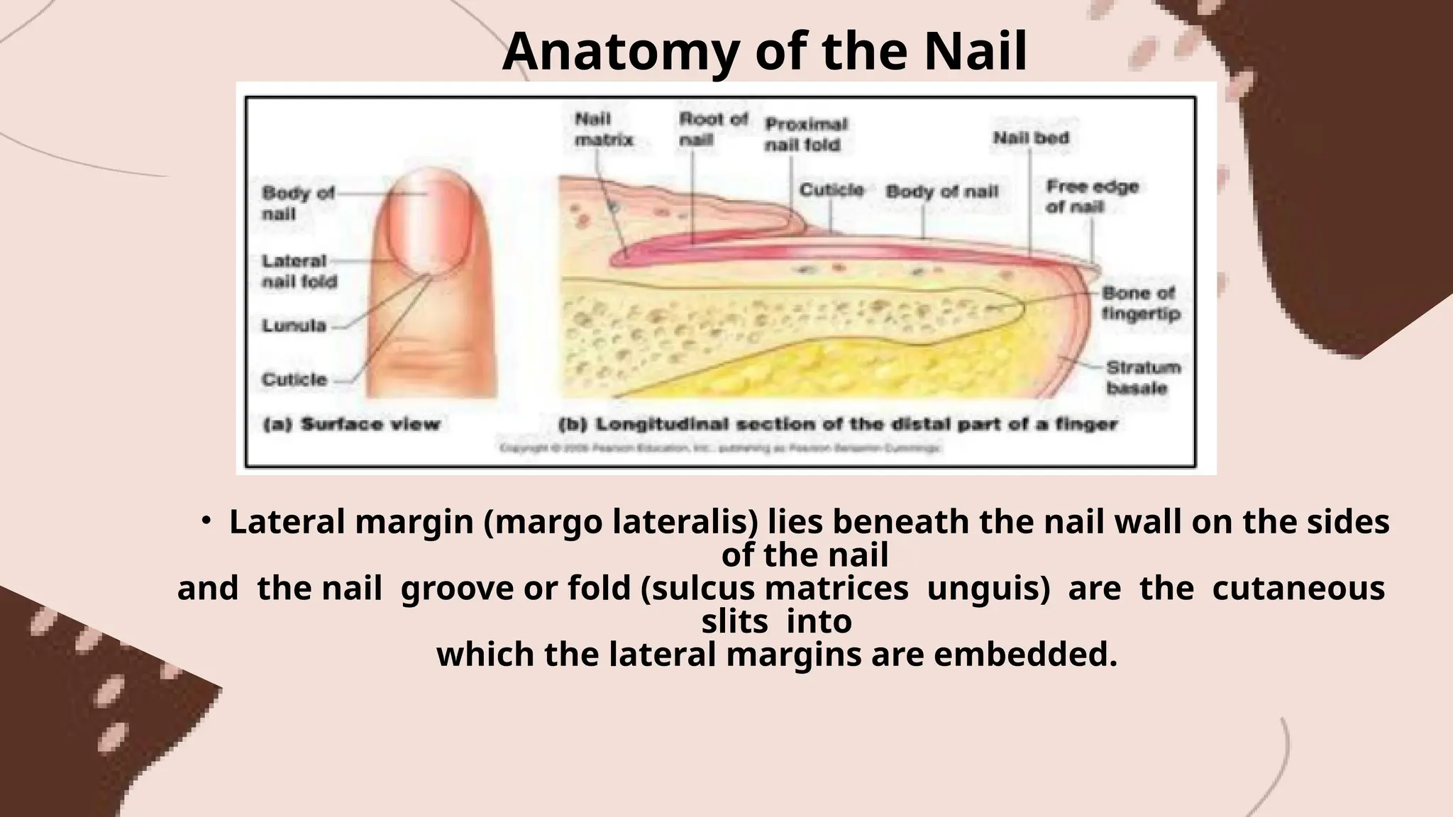 Anatomy of the Nail
• Lateral margin (margo lateralis) lies beneath the nail wall on the sides
of the nail
and the nail groove or fold (sulcus matrices unguis) are the cutaneous
slits into
which the lateral margins are embedded.
 