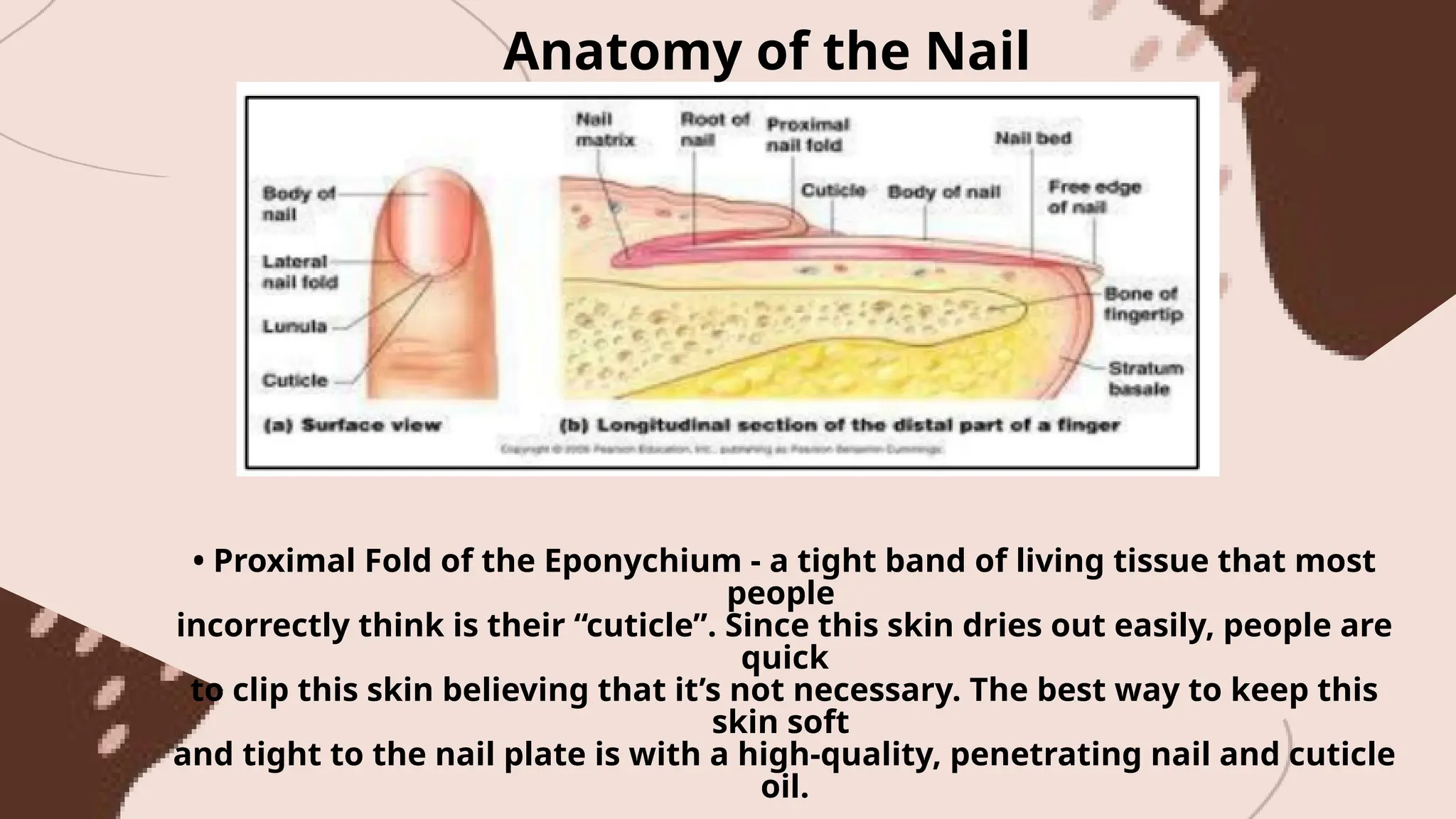 Anatomy of the Nail
• Proximal Fold of the Eponychium - a tight band of living tissue that most
people
incorrectly think is their “cuticle”. Since this skin dries out easily, people are
quick
to clip this skin believing that it’s not necessary. The best way to keep this
skin soft
and tight to the nail plate is with a high-quality, penetrating nail and cuticle
oil.
 