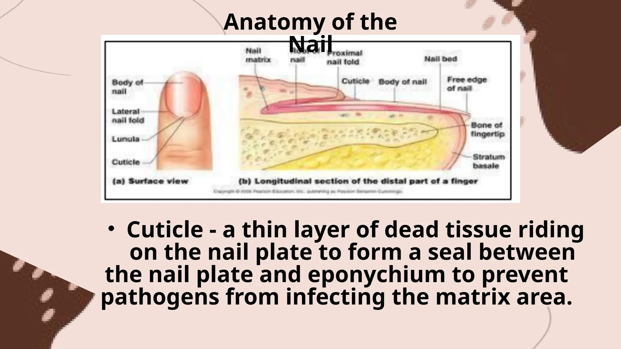 Anatomy of the
Nail
• Cuticle - a thin layer of dead tissue riding
on the nail plate to form a seal between
the nail plate and eponychium to prevent
pathogens from infecting the matrix area.
 