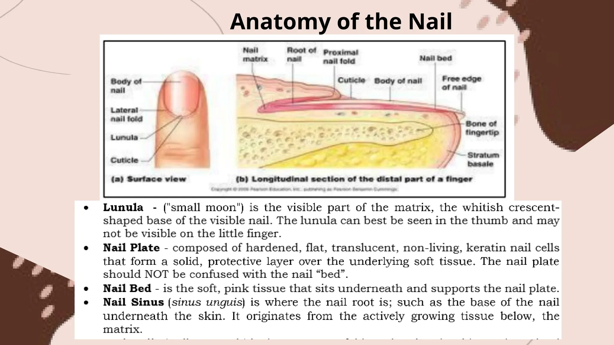 Anatomy of the Nail
 