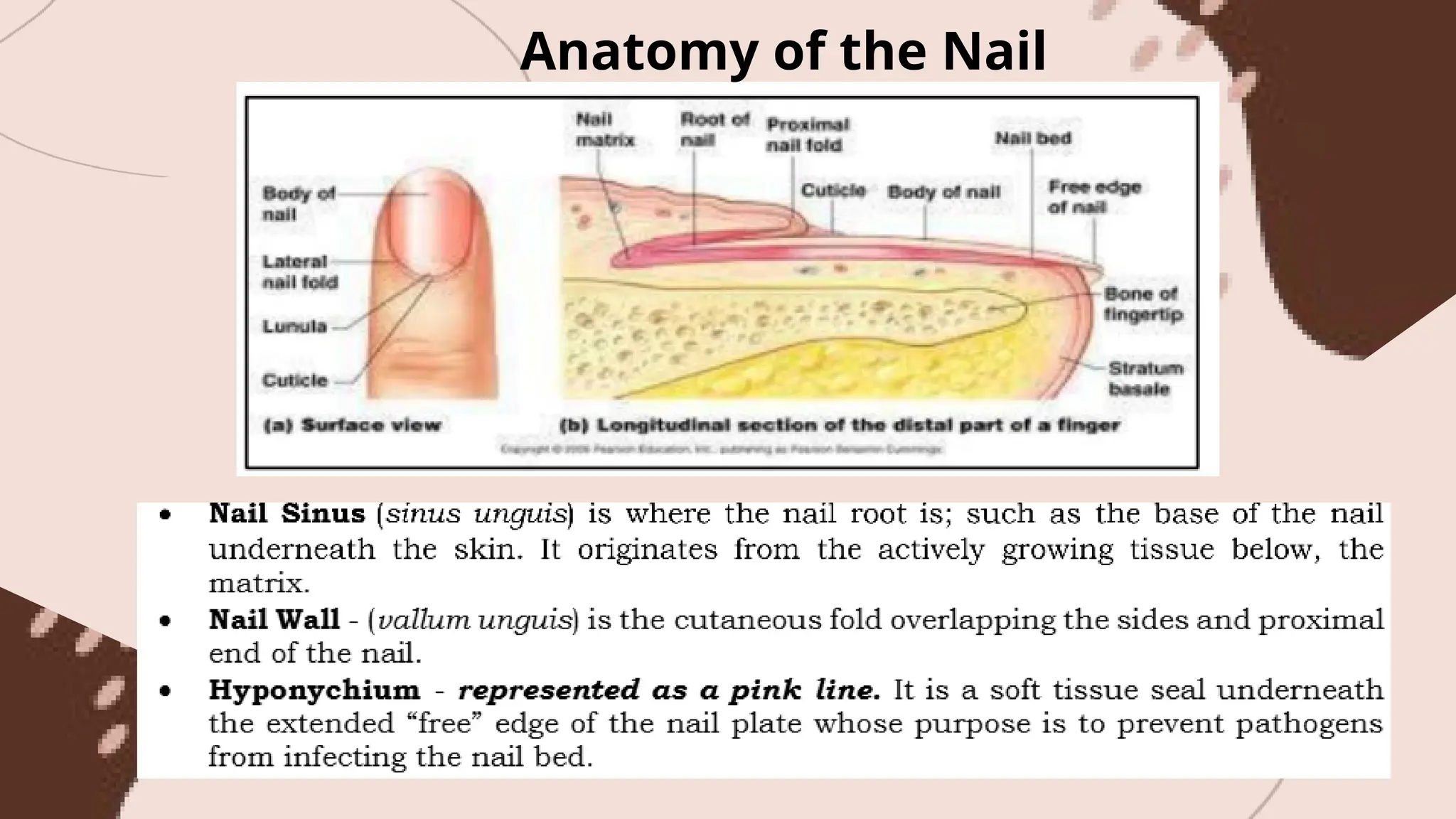 Anatomy of the Nail
 