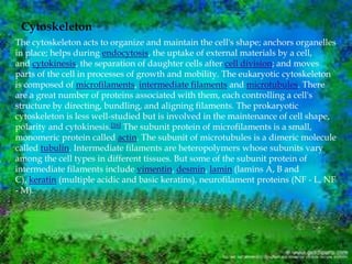 Cytoskeleton
The cytoskeleton acts to organize and maintain the cell's shape; anchors organelles
in place; helps during endocytosis, the uptake of external materials by a cell,
and cytokinesis, the separation of daughter cells after cell division; and moves
parts of the cell in processes of growth and mobility. The eukaryotic cytoskeleton
is composed of microfilaments, intermediate filaments and microtubules. There
are a great number of proteins associated with them, each controlling a cell's
structure by directing, bundling, and aligning filaments. The prokaryotic
cytoskeleton is less well-studied but is involved in the maintenance of cell shape,
polarity and cytokinesis.[16] The subunit protein of microfilaments is a small,
monomeric protein called actin. The subunit of microtubules is a dimeric molecule
called tubulin. Intermediate filaments are heteropolymers whose subunits vary
among the cell types in different tissues. But some of the subunit protein of
intermediate filaments include vimentin, desmin, lamin (lamins A, B and
C), keratin (multiple acidic and basic keratins), neurofilament proteins (NF - L, NF
- M).
 