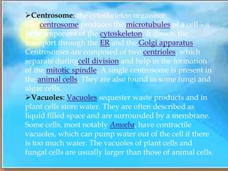 Centrosome: the cytoskeleton organiser:
The centrosome produces the microtubules of a cell – a
key component of the cytoskeleton. It directs the
transport through the ER and the Golgi apparatus.
Centrosomes are composed of two centrioles, which
separate duringcell division and help in the formation
of the mitotic spindle. A single centrosome is present in
the animal cells. They are also found in some fungi and
algae cells.
Vacuoles: Vacuoles sequester waste products and in
plant cells store water. They are often described as
liquid filled space and are surrounded by a membrane.
Some cells, most notably Amoeba, have contractile
vacuoles, which can pump water out of the cell if there
is too much water. The vacuoles of plant cells and
fungal cells are usually larger than those of animal cells.
 