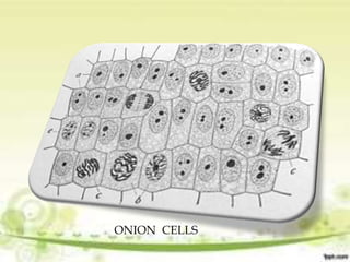 ONION CELLS
 