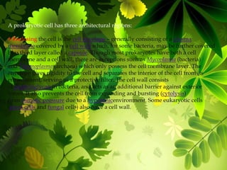 A prokaryotic cell has three architectural regions:
Enclosing the cell is the cell envelope – generally consisting of a plasma
membrane covered by a cell wall which, for some bacteria, may be further covered
by a third layer called a capsule. Though most prokaryotes have both a cell
membrane and a cell wall, there are exceptions such as Mycoplasma (bacteria)
and Thermoplasma (archaea) which only possess the cell membrane layer. The
envelope gives rigidity to the cell and separates the interior of the cell from its
environment, serving as a protective filter. The cell wall consists
of peptidoglycan in bacteria, and acts as an additional barrier against exterior
forces. It also prevents the cell from expanding and bursting (cytolysis)
from osmotic pressure due to a hypotonicenvironment. Some eukaryotic cells
(plant cells and fungal cells) also have a cell wall.
 