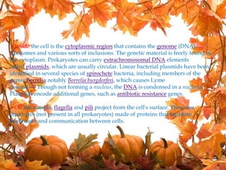 Inside the cell is the cytoplasmic region that contains the genome (DNA),
ribosomes and various sorts of inclusions. The genetic material is freely found in
the cytoplasm. Prokaryotes can carry extrachromosomal DNA elements
called plasmids, which are usually circular. Linear bacterial plasmids have been
identified in several species of spirochete bacteria, including members of the
genus Borrelia notably Borrelia burgdorferi, which causes Lyme
disease.[13] Though not forming a nucleus, the DNA is condensed in a nucleoid.
Plasmids encode additional genes, such as antibiotic resistance genes.
On the outside, flagella and pili project from the cell's surface. These are
structures (not present in all prokaryotes) made of proteins that facilitate
movement and communication between cells.
 